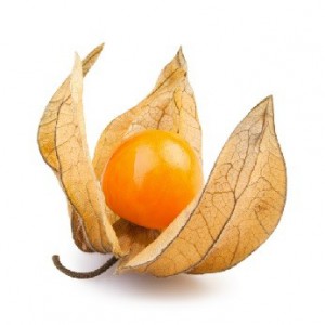 Physalis