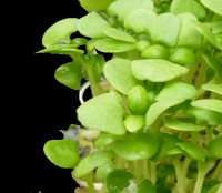 Basil cress