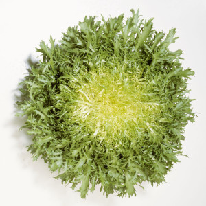 Frisée sla