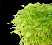 Menthcress